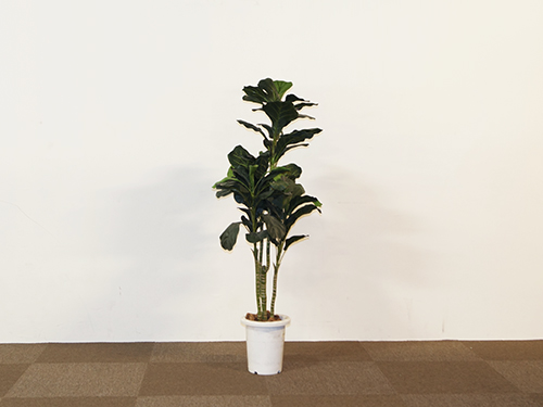 Art Plants (Used)